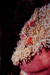 Skunk clowns were quite prevalent on the reefs off the Fa... by Jerry Hamberg 